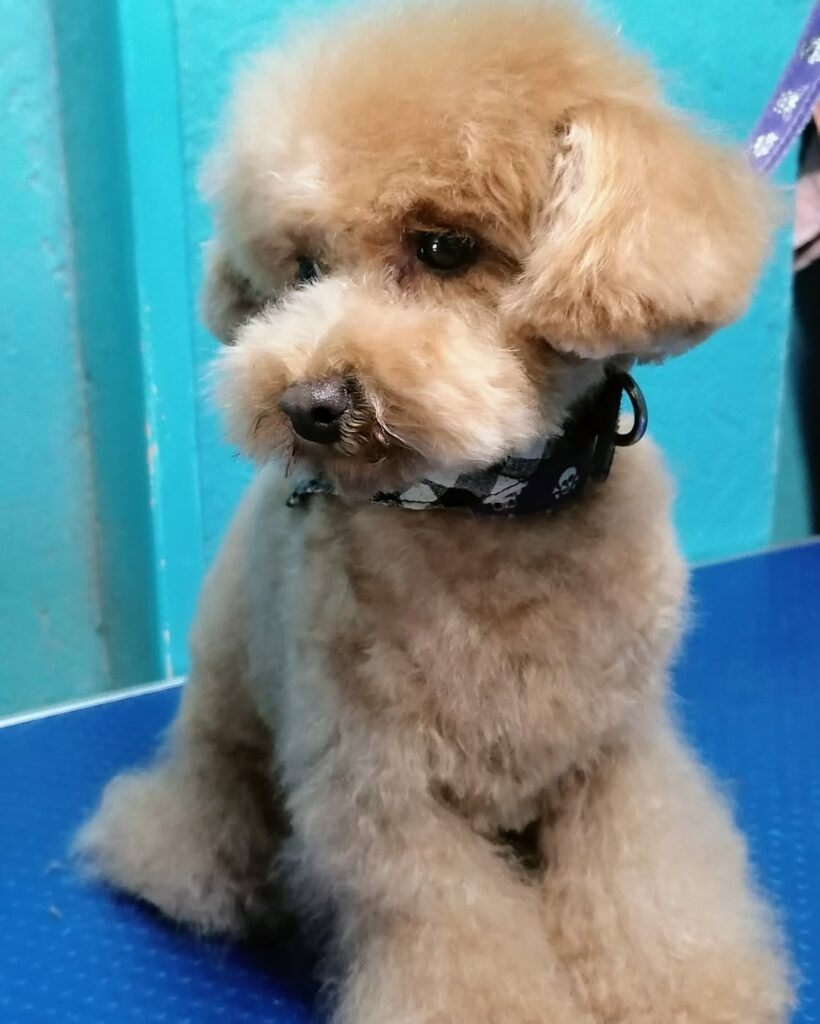 perro2 perro2
