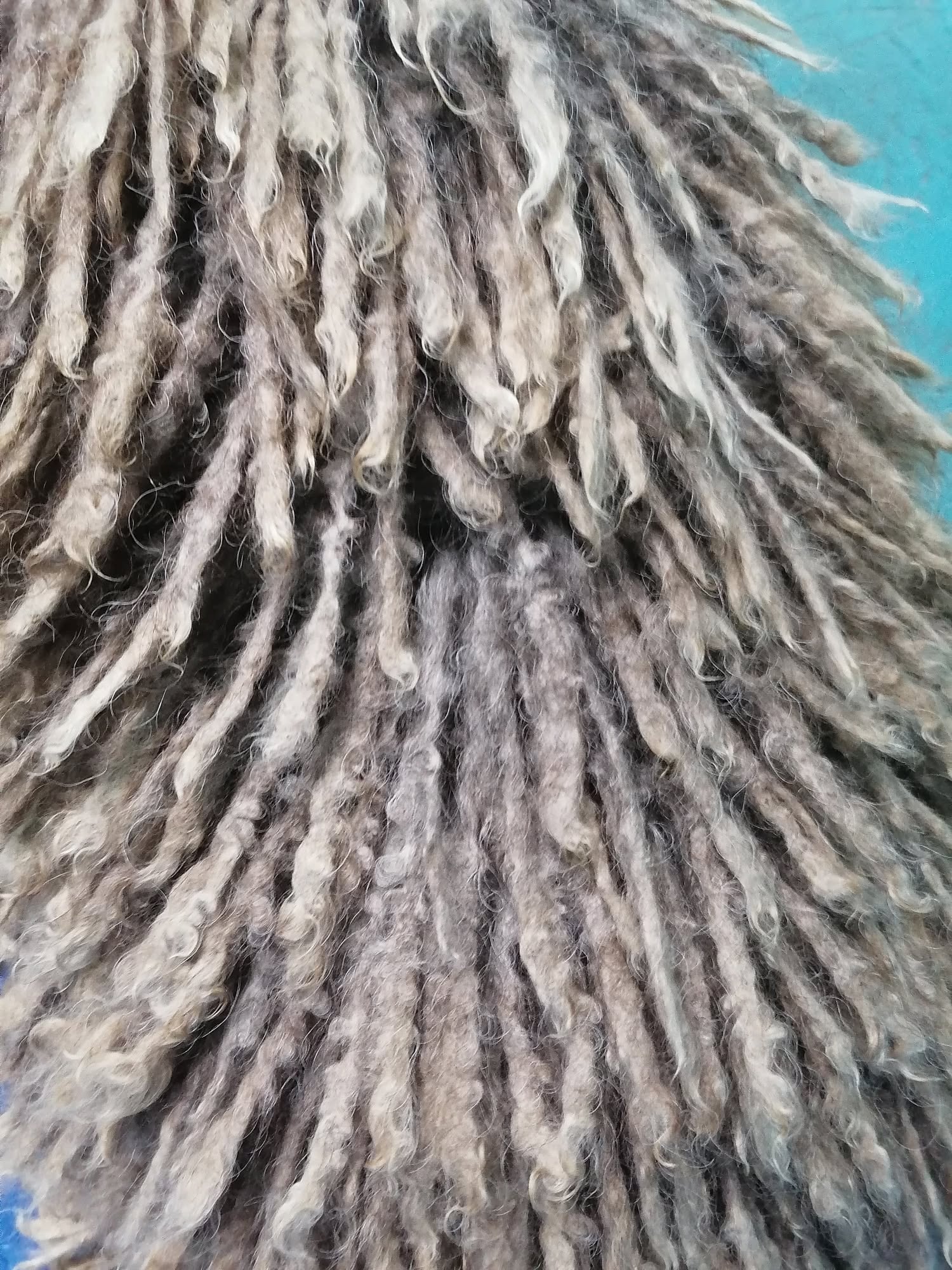 perro3