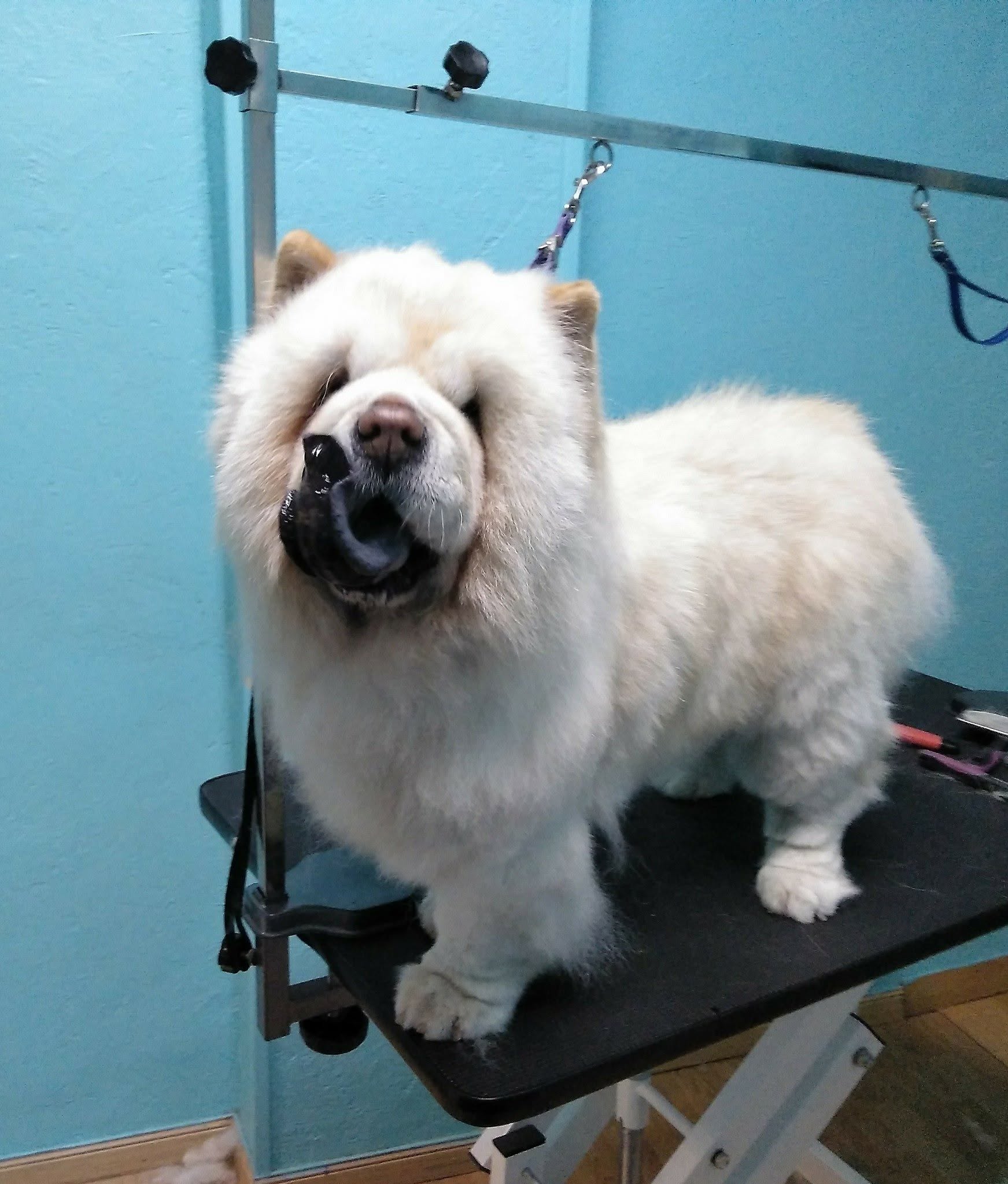 perro4